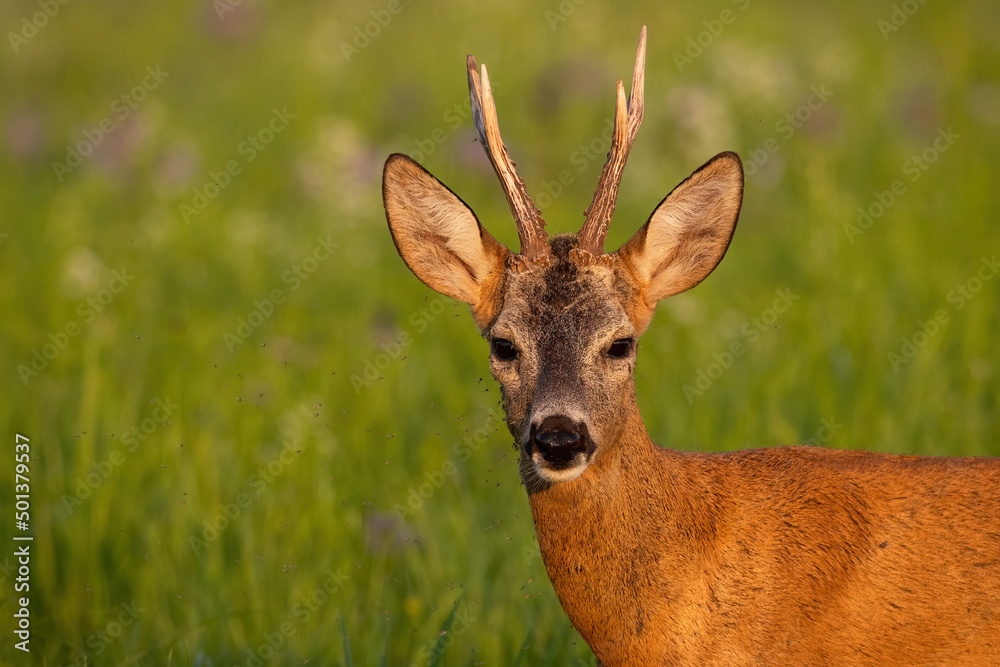 Detail of roe deer, capreolus capreolus, looking on green meadow in summer. Male mammal staring on field in close up. Portrait of antlered animal watching on grass.