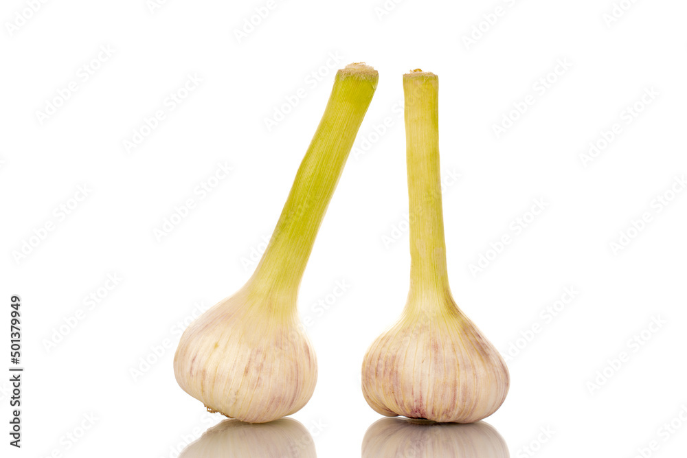 Two heads of early garlic, macro, isolated on a white background. Two heads of early garlic, macro, isolated on a white background.