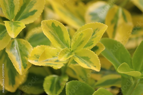 close up of a plant