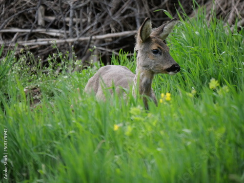 Fototapeta Naklejka Na Ścianę i Meble -  moulting roe deer in late spring 