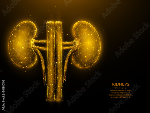Polygonal vector illustration of human kidneys on a dark background. Internal organ low poly design. Nephrology or urology medical banner, template or background.