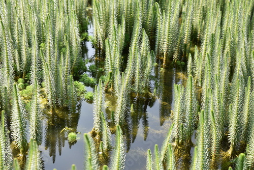 Hippuris vulgaris dans l'étang photo