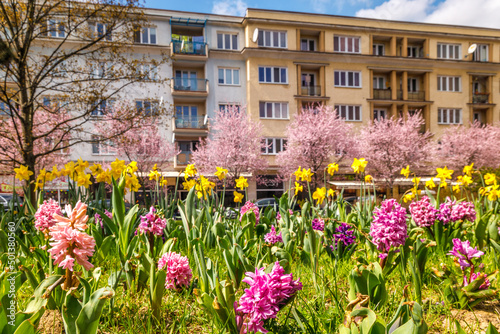 Wallpaper Mural Urban spring landscape with flowering hyacinths and narcissus. City of Zilina, Slovakia, Europe. Torontodigital.ca