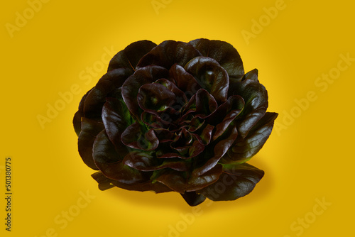 Fotografija Red butterhead lettuce, Lactuca sativa, isolated on a yellow background