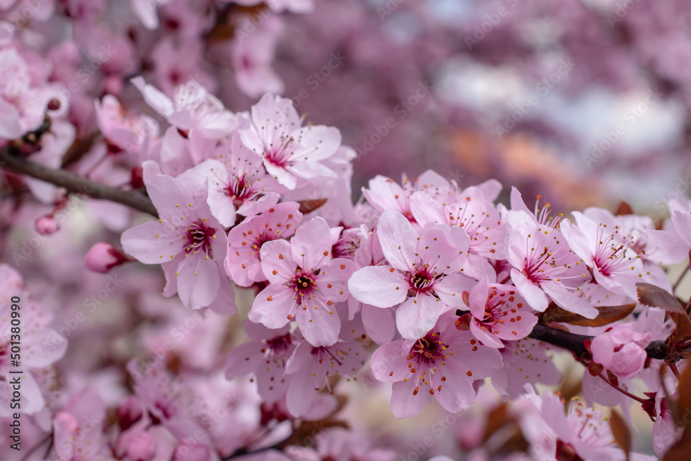 Blooming Japanese cherry tree. cherry.Chinese tree Blooming Japanese cherry tree. cherry.Chinese tree