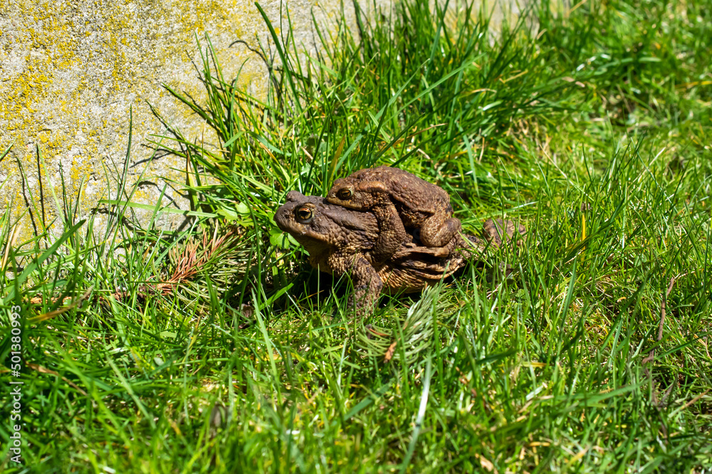 mating toads in spring, a pair of male and female toads on the grass mating toads in spring, a pair of male and female toads on the grass