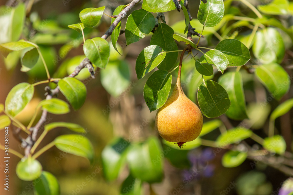 Pear hanging from a tree branch, outdoors with copy space