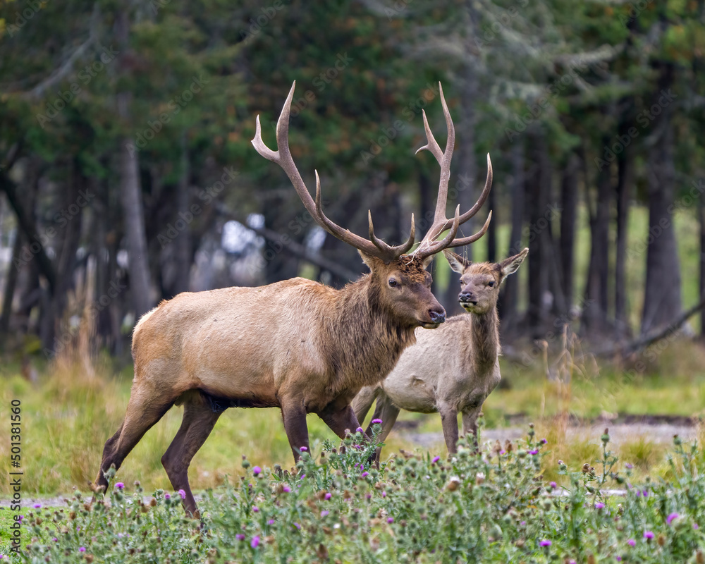 Elk Stock Photo and Image. Male buck with female cow with blur forest background and wild flowers foreground in their environment and habitat surrounding.