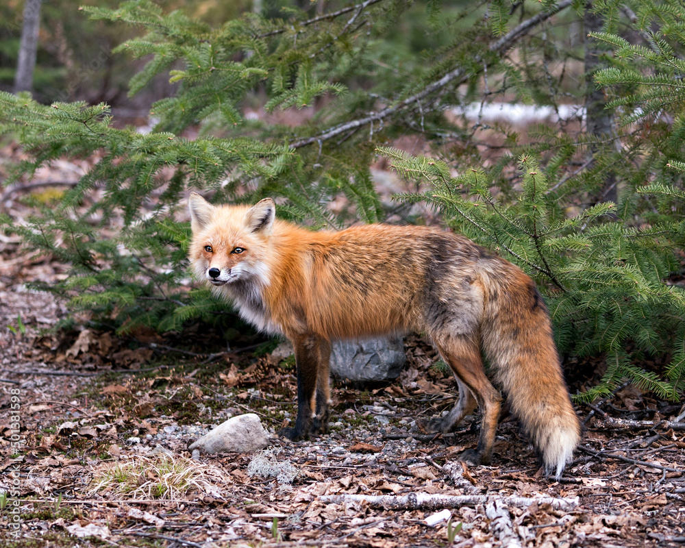 Red Fox Photo Stock. Fox Image. Close-up profile side view looking at camera with a spruce tree background in its environment and habitat. Picture. Portrait. Red Fox Photo Stock. Fox Image. Close-up profile side view looking at camera with a spruce tree background in its environment and habitat. Picture. Portrait.