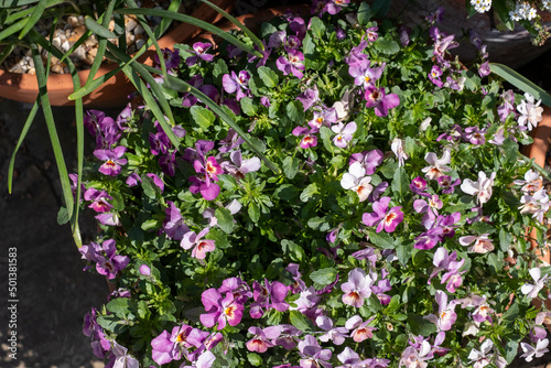 Flower pots filled to overflowing with colourful pink purple viola cornuta flowers. Photographed at a garden in Wisley, near Woking in Surrey UK.