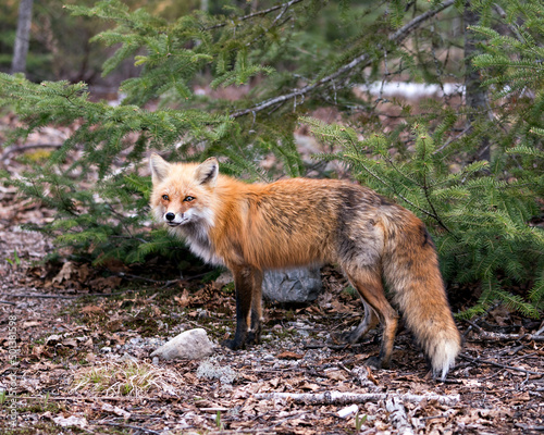 Red Fox Photo Stock. Fox Image.  Close-up profile side view looking at camera with a spruce tree background in its environment and habitat.  Picture. Portrait. ©  Aline