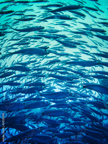 Photography Photograph of a school of sardines seen from below swimming in a semicircle