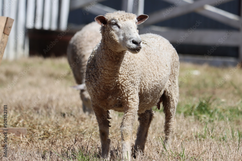 A pensive sheep on a spring afternoon A pensive sheep on a spring afternoon