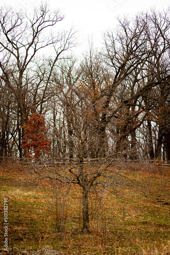 Vertical shot of autumn trees in the forest in Libertyville, Illinois photo