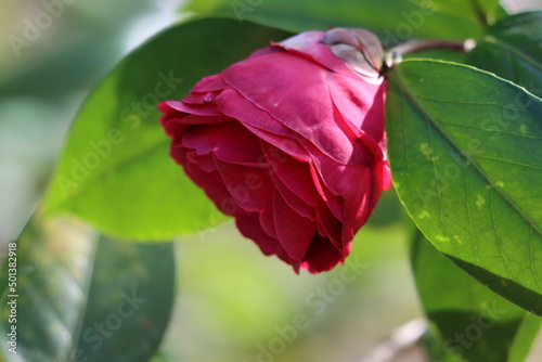 Closeup of a beautiful camellia flower preparing to bloom