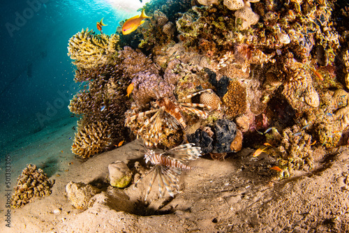 Fotografia Scenic view of colorful various fish swimming underwater against corals