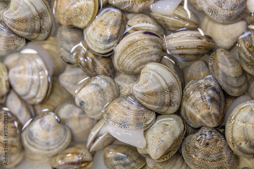 Live and raw clams named berdigones in a market