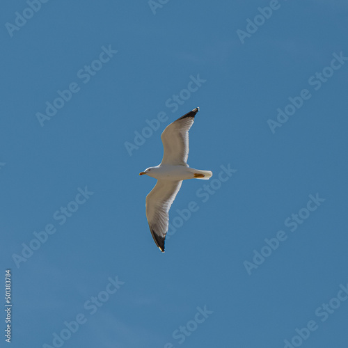 Yellow-legged Seagull (Larus michahellis)