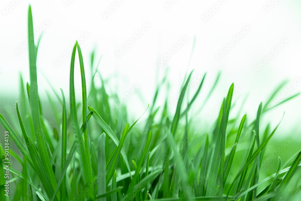 a fresh green grass against the sky a fresh green grass against the sky