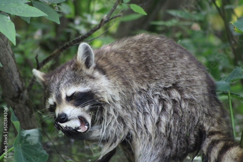 Up Close View Of A Racoon On Honey Island Swamp Tour.  © Christy Rowe