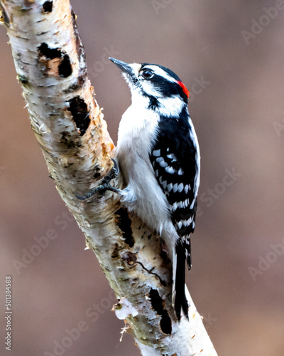 Woodpecker Photo and Image. Male close-up profile view perched on a tree branch with blur background in its environment and habitat. Image. Picture. Portrait.