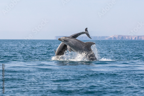 Foto Bottlenose Dolphin Playing