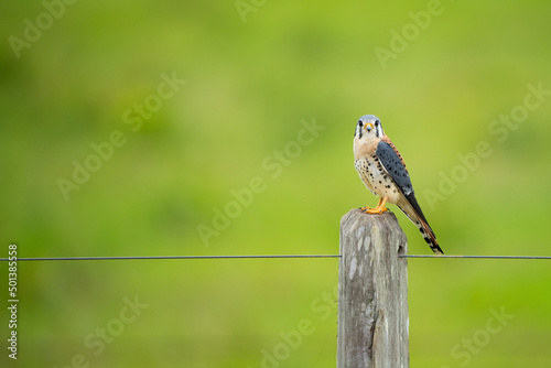Bild auf Leinwand Sparrow kestrel perched on a wooden fence