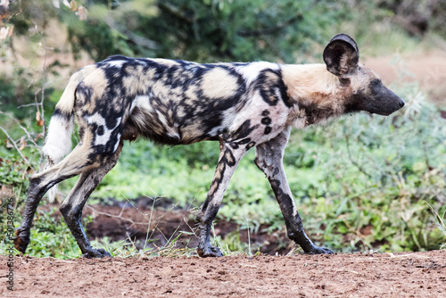 Closeup shot of a African wild dog - Lycaon pictus photo