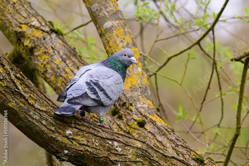 Closeup shot of a pigeon bird perched on a tree branch