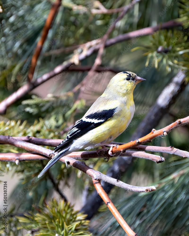 Fototapeta premium American Goldfinch Photo and Image. Finch close-up profile view, perched on a branch with a blur background in its environment and habitat surrounding displaying yellow colour.