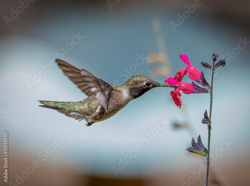 Selective focus shot of a hummingbird collecting nectar from a flower