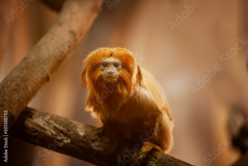 Photography Close up of Golden Lion Marmoset Tamarin Monkey