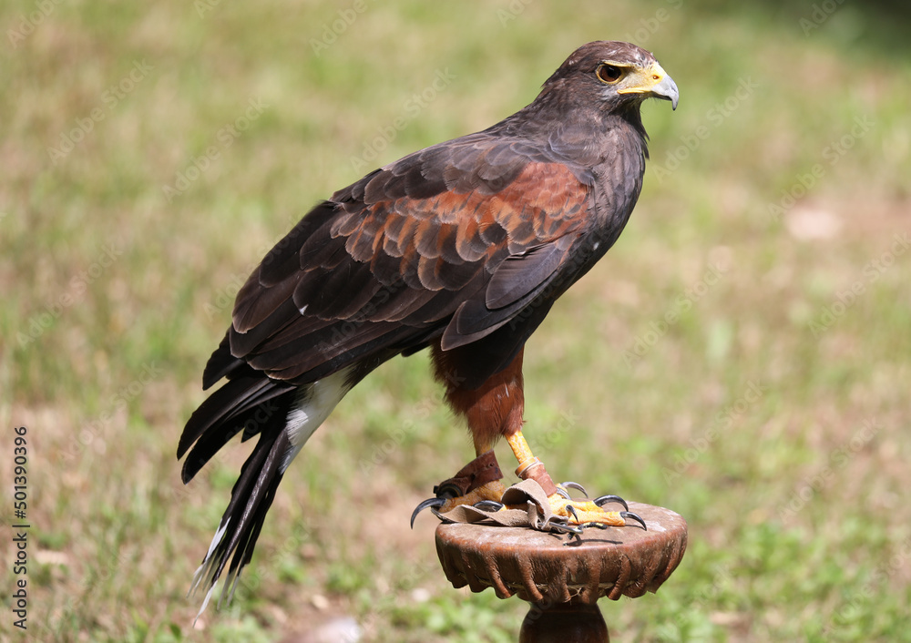 Fototapeta premium harris hawk also called buzzard on the perch