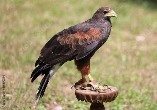Fototapeta harris hawk also called buzzard on the perch