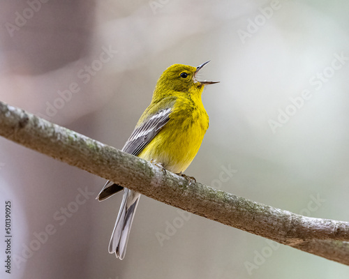 Shallow focus shot of a yellow bird warbling