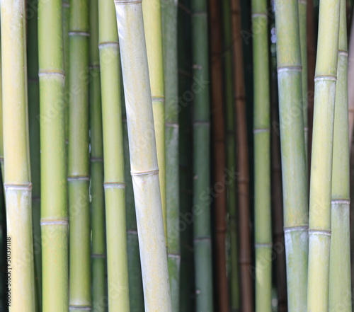 green bamboo canes without leaves