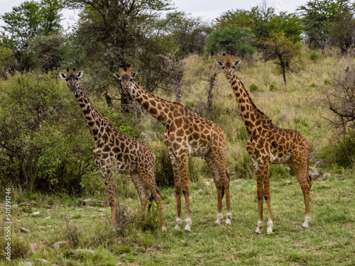 Canvas Print Group of giraffes in the Serengeti National Park, Tanzania