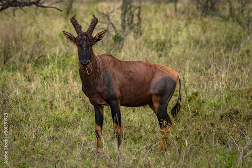 Common tsessebe in the Serengeti National Park, Tanzania photo