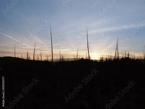 Beautiful scenic view of the sunset through the trees.