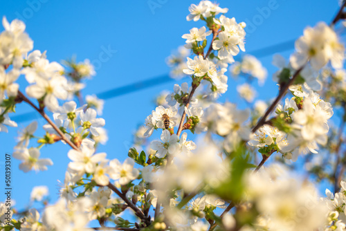 Spring blossoms and bee closeup view, nature and flora background with blue sky