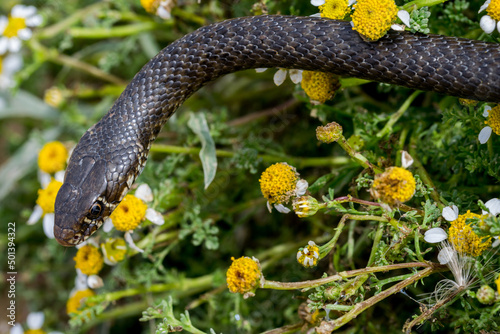 Close-up of black western whip snake, Hierophis viridiflavus, near a Maltese Sea Chamomile plant. photo