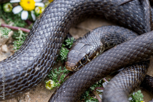 Close-up of black western whip snake, Hierophis viridiflavus, near a Maltese Sea Chamomile plant. photo