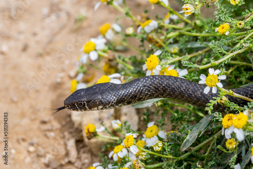 Close-up of black western whip snake, Hierophis viridiflavus, near a Maltese Sea Chamomile plant. photo