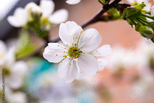 Fruit tree blossoms blooming close-up view spring photo