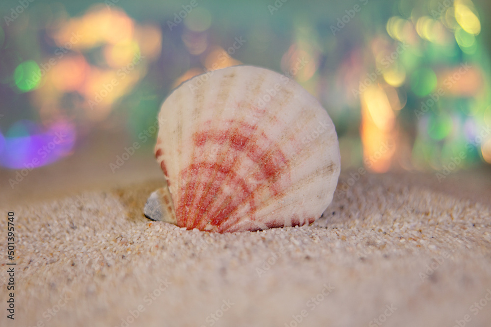 Closeup photography of seashell,staying in sand.Summer vacantion concept. Closeup photography of seashell,staying in sand.Summer vacantion concept.