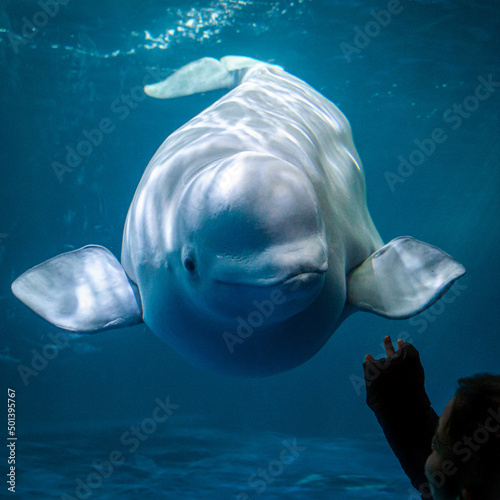 Fotobehang Close-up of a cute, friendly beluga whale swimming in an aquarium