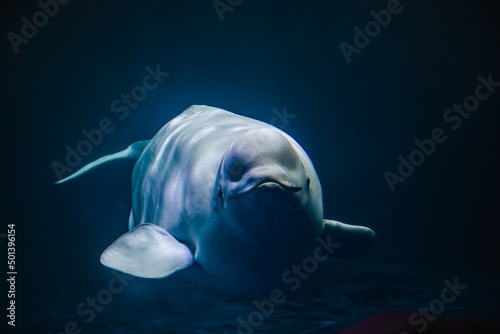 Stampa su tela Closeup shot of a cute beluga whale swimming underwater
