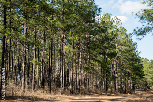 Fototapeta Naklejka Na Ścianę i Meble -  Kisatchie National Forest, Louisiana