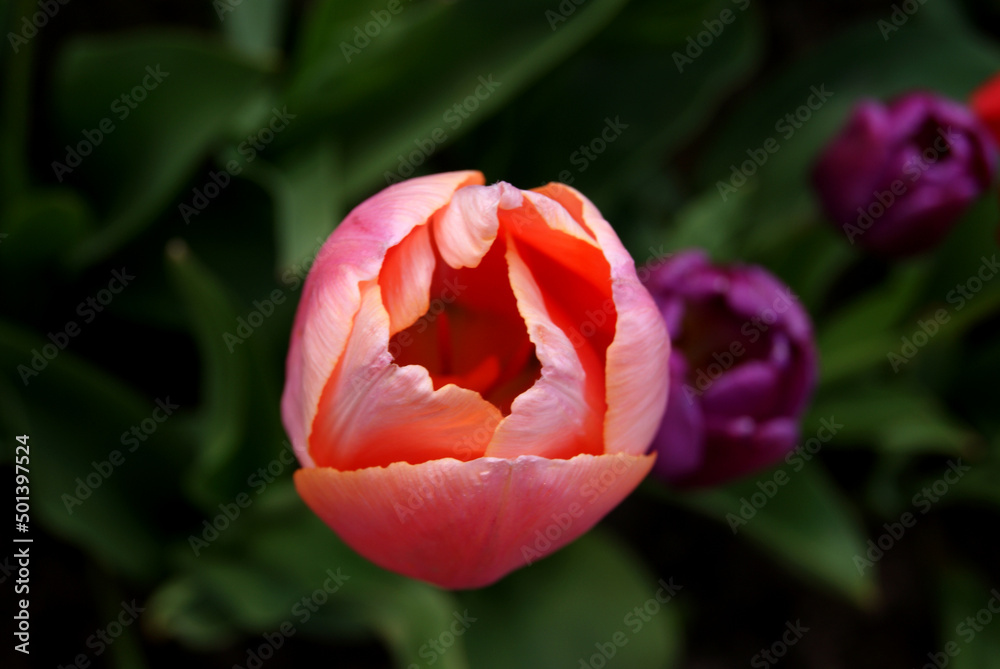 A half-open tulip flower on a blurry background. Selective focus. Classic tulip flower shape, top view A half-open tulip flower on a blurry background. Selective focus. Classic tulip flower shape, top view
