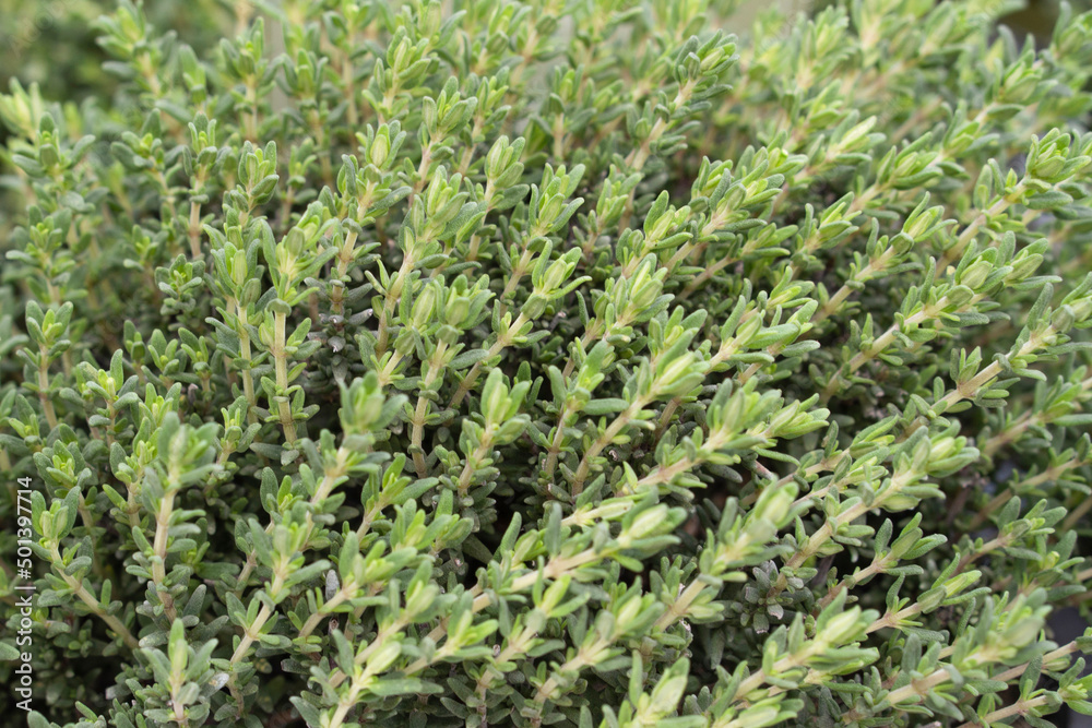 Lemon Thyme Herb Plant